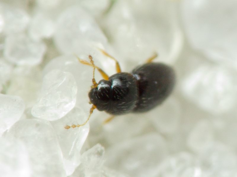 Ptenidium Erichson, 1845